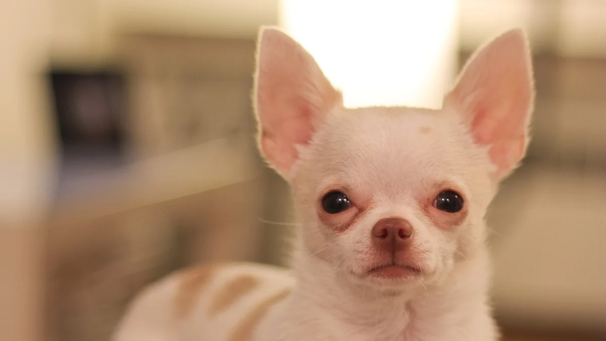 Deer head Chihuahua high-resolution breed photo