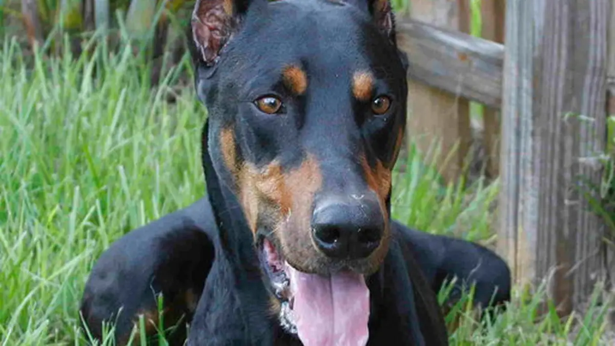 Doberman Pinscher high-resolution breed photo