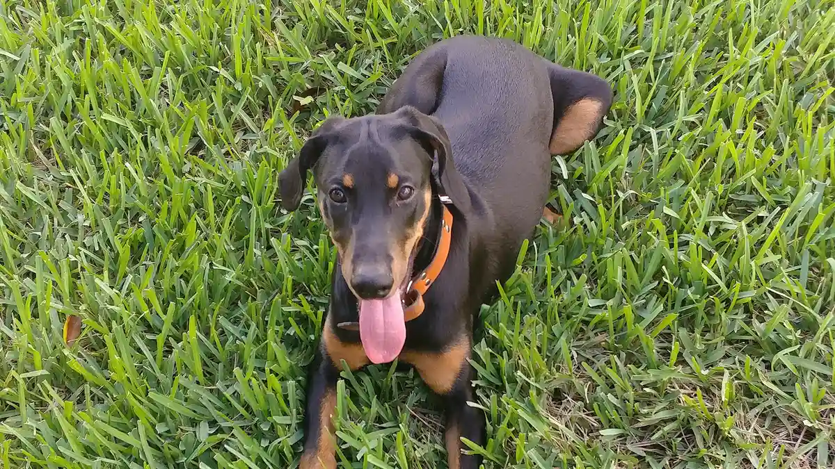 Doberman puppy high-resolution breed photo