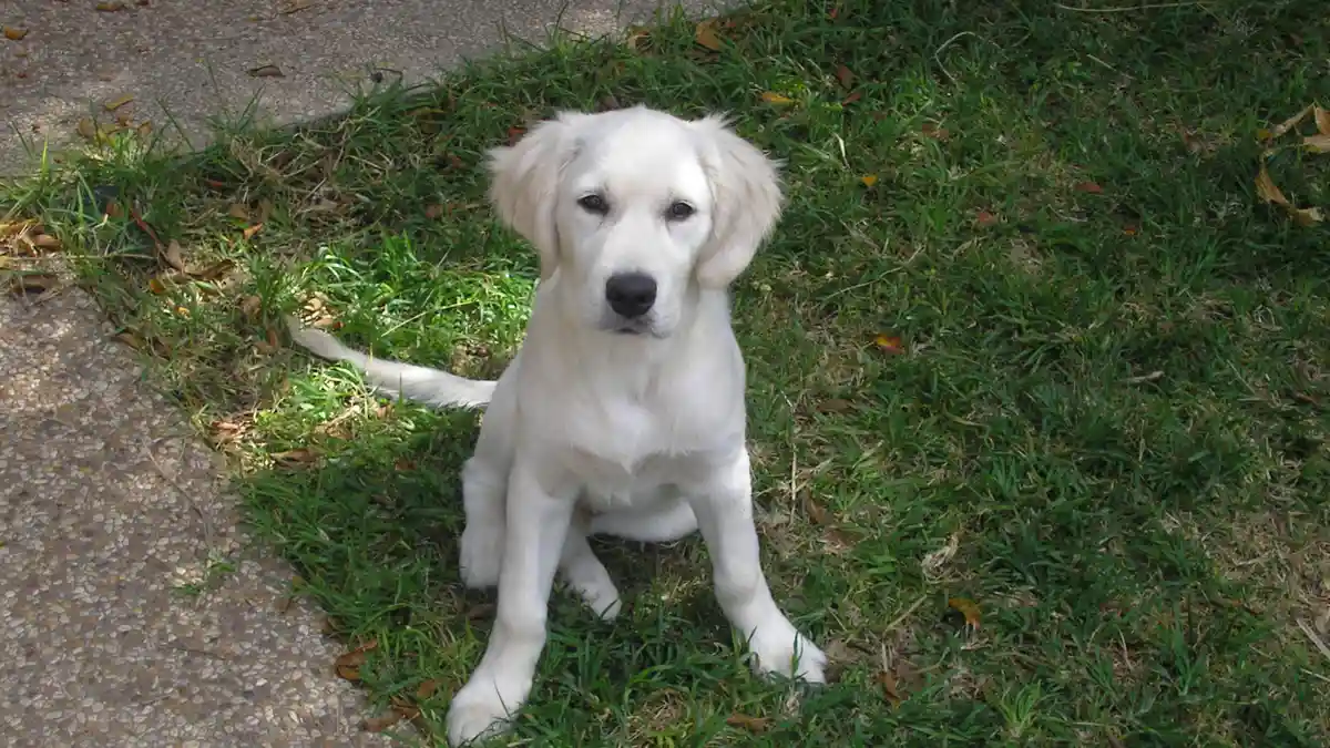 English Cream Golden Retriever high-resolution breed photo