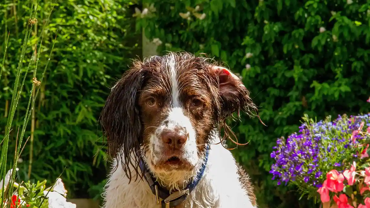 English Springer Spaniel high-resolution breed photo