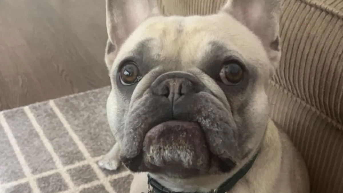 Fluffy French Bulldog high-resolution breed photo