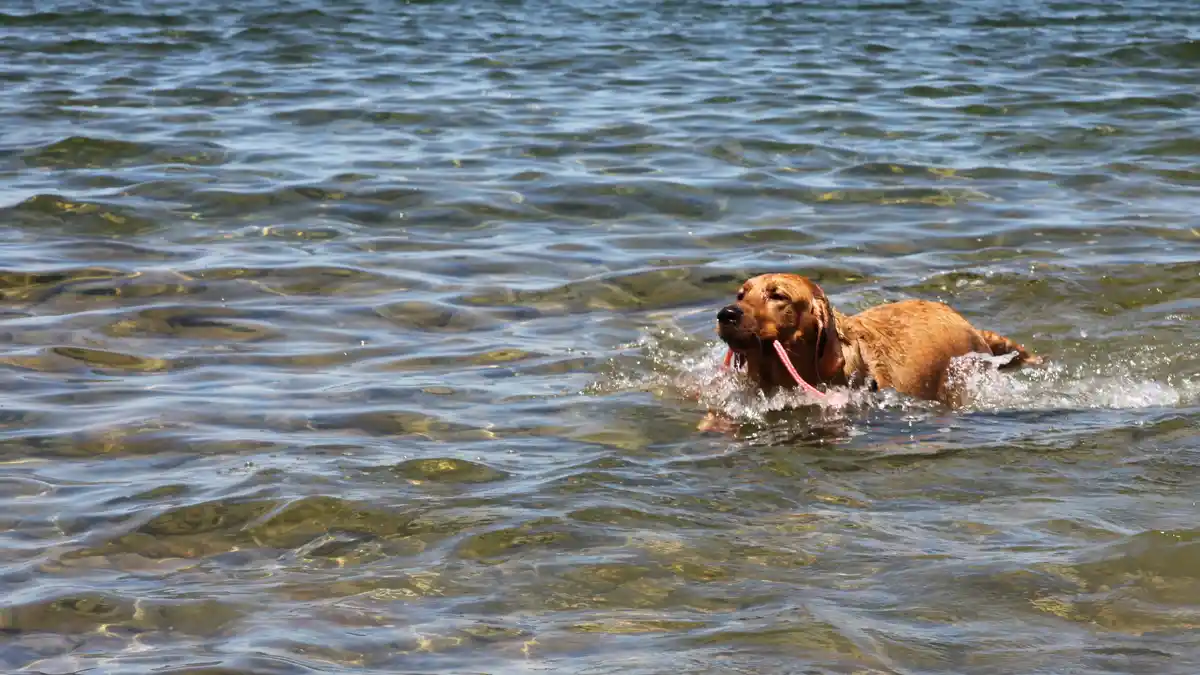 Fox Red Labrador high-resolution breed photo