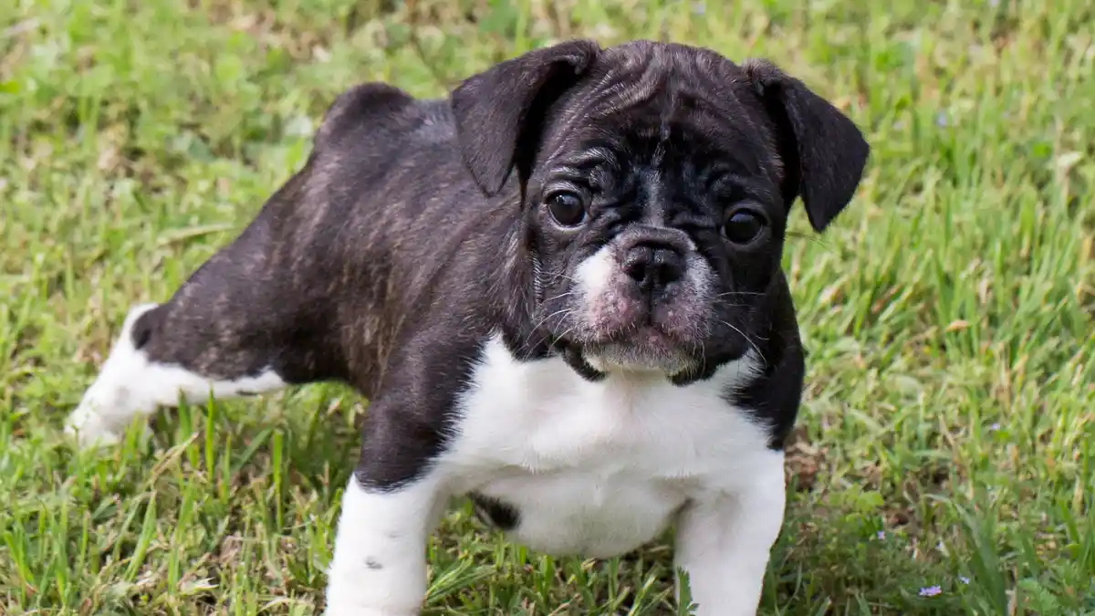French Bulldog puppies high-resolution breed photo