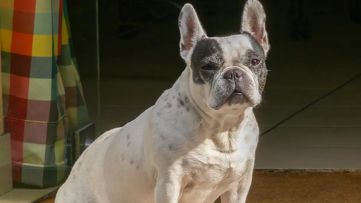 French Bulldog high-resolution breed photo