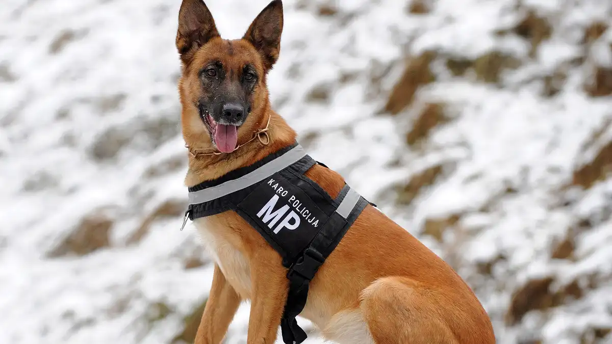German Shepherd training high-resolution breed photo