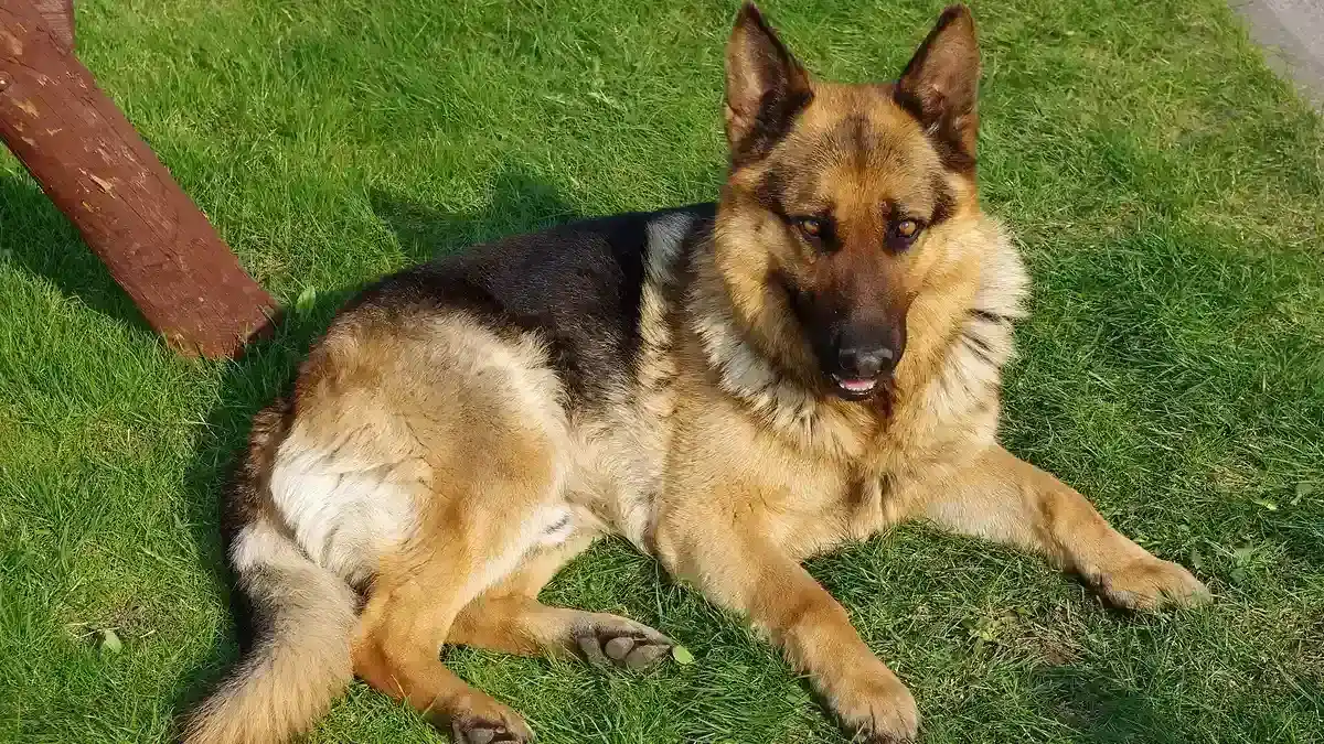German Shepherd high-resolution breed photo