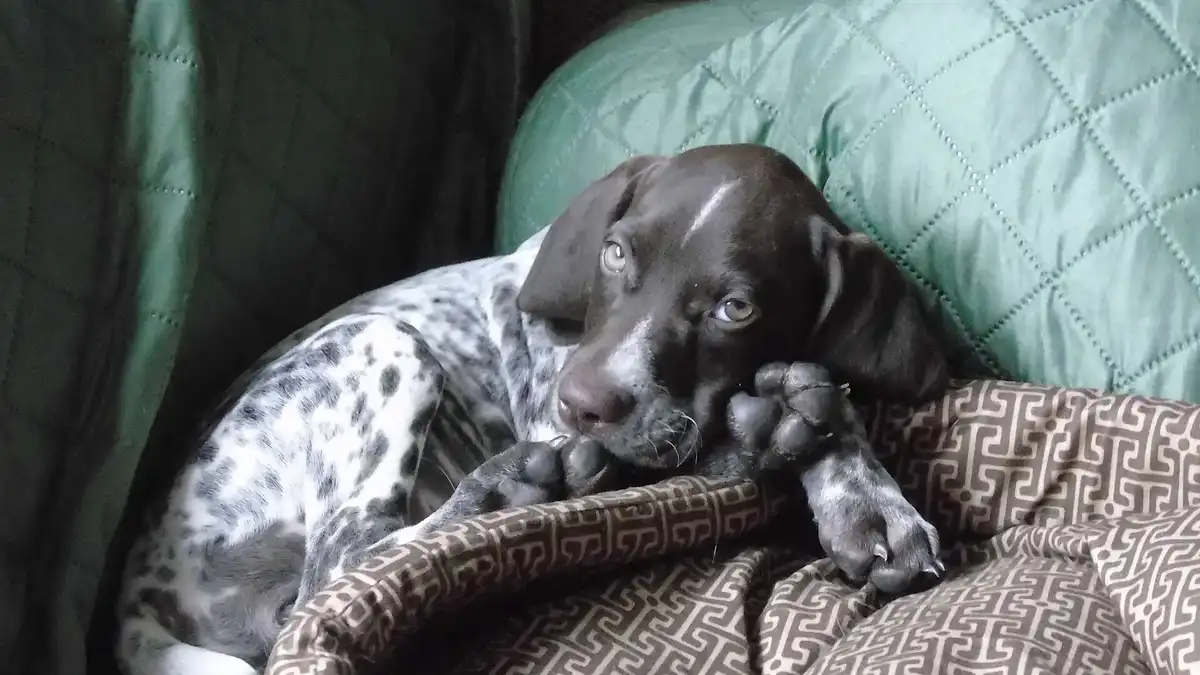 German Shorthaired Pointer high-resolution breed photo