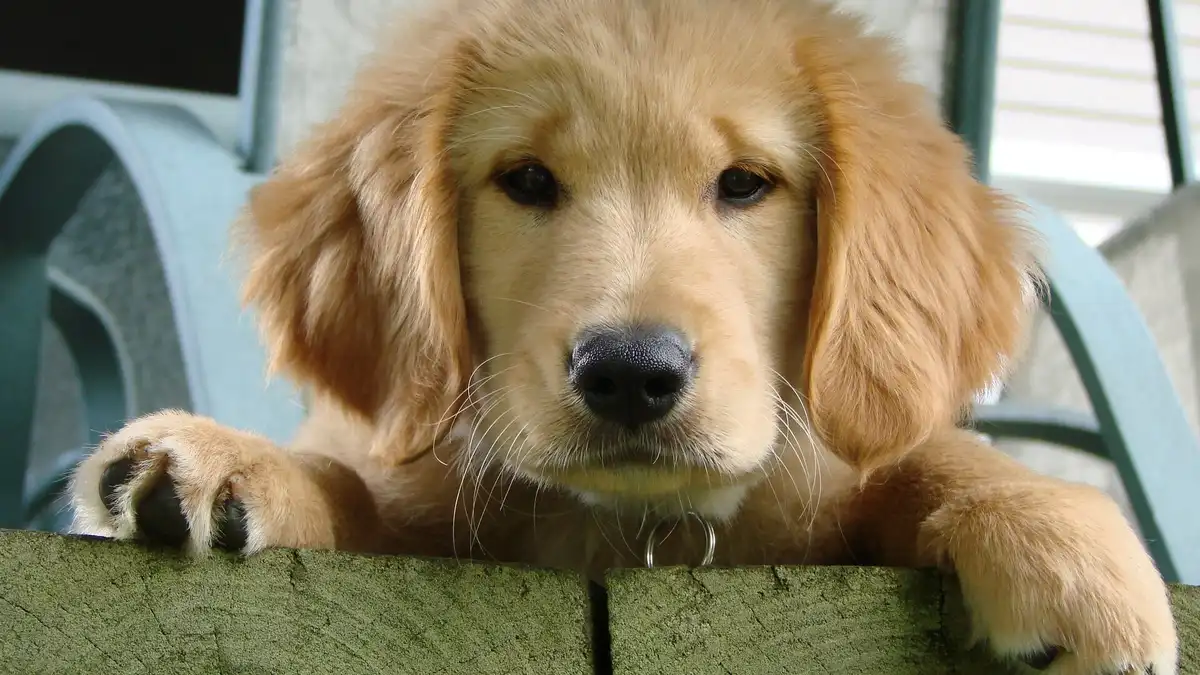 Golden Retriever puppy high-resolution breed photo
