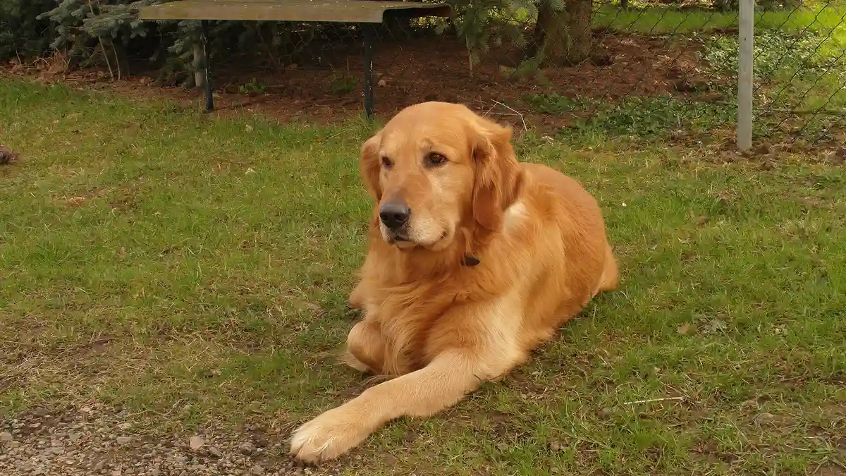 Golden Retriever high-resolution breed photo