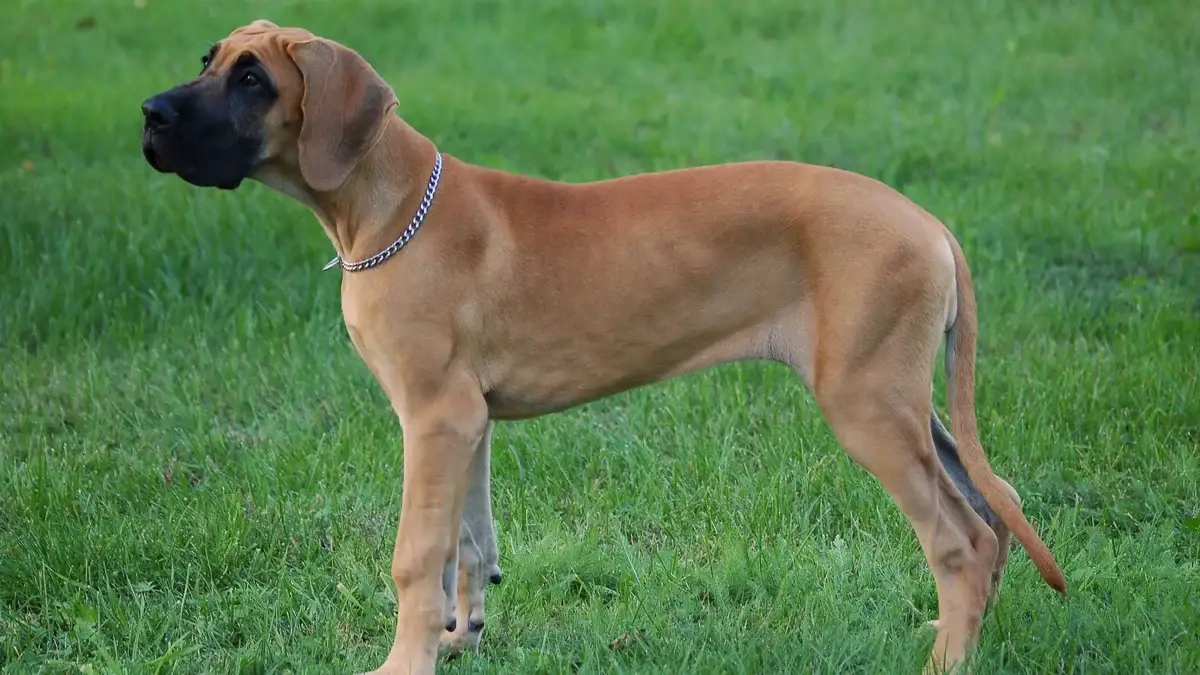 Great Dane dog high-resolution breed photo