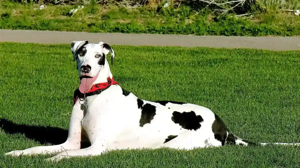 Harlequin Great Dane high-resolution breed photo