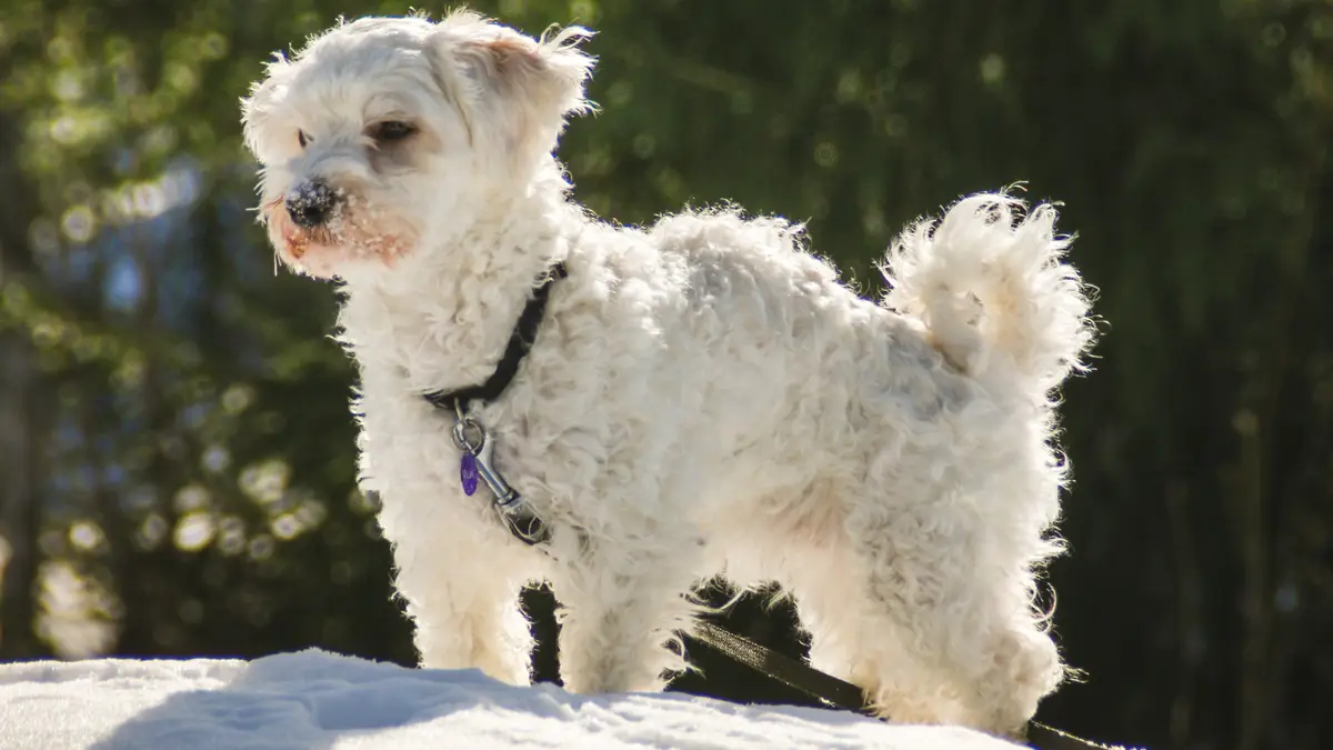 Havanese dog high-resolution breed photo