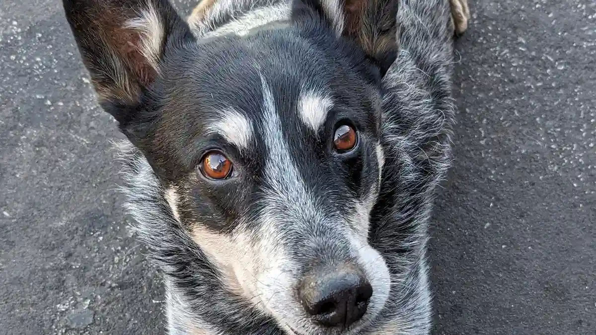 Labrador mix dog high-resolution breed photo