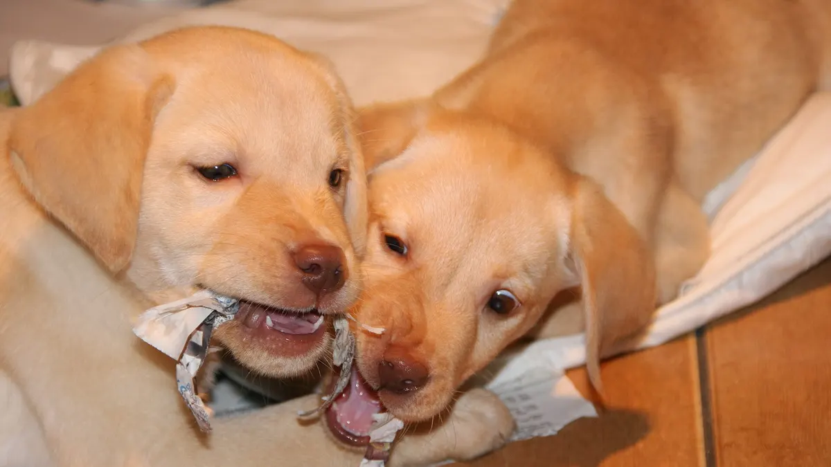 Yellow Labrador puppy high-resolution breed photo