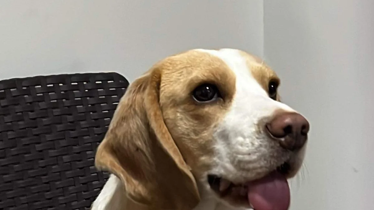 Lemon Beagle high-resolution breed photo