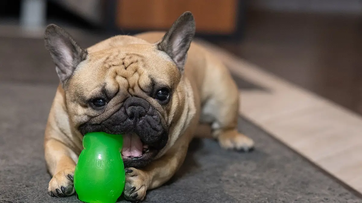 Lilac French Bulldog high-resolution breed photo