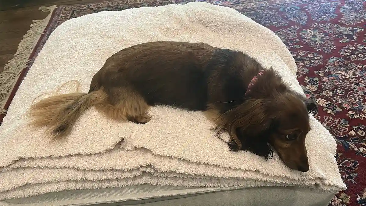 Long haired Dachshund high-resolution breed photo