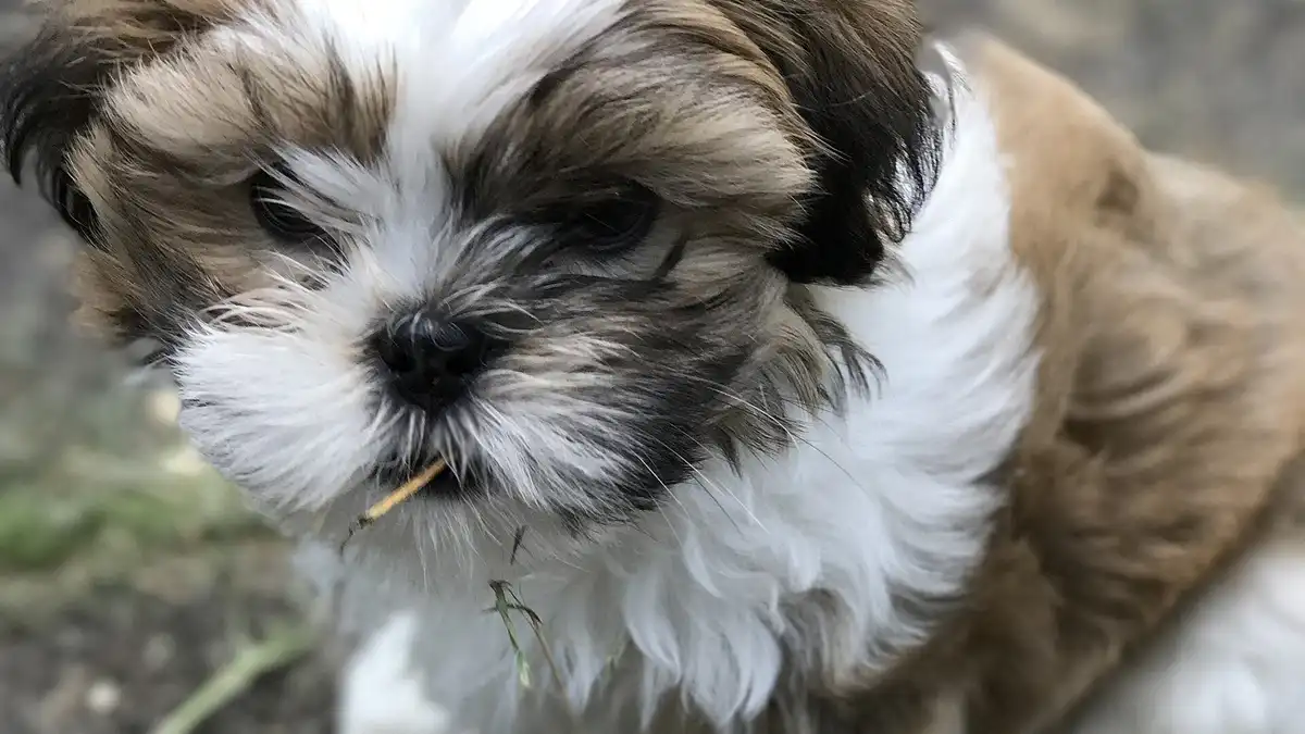 Maltese Shih Tzu mix high-resolution breed photo