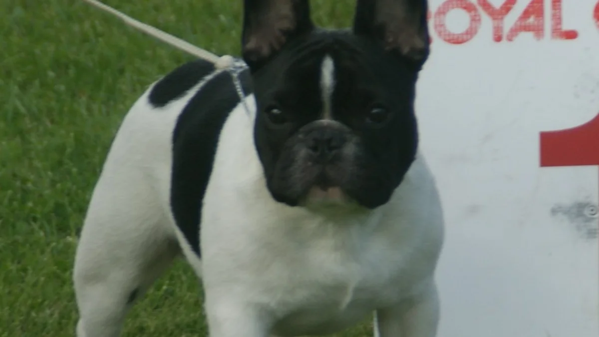 Merle French Bulldog high-resolution breed photo