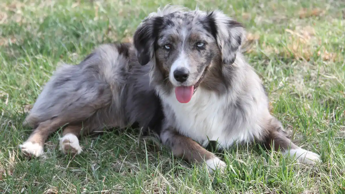 Mini Australian Shepherd high-resolution breed photo