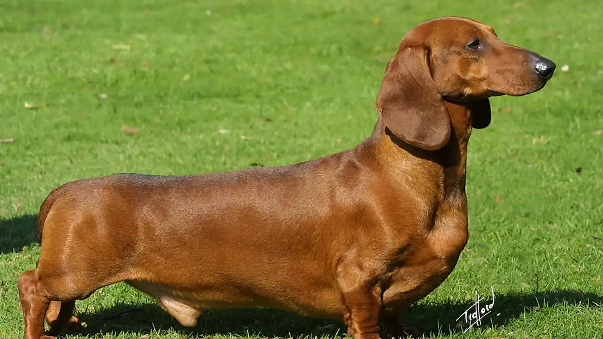 Mini Dachshund high-resolution breed photo