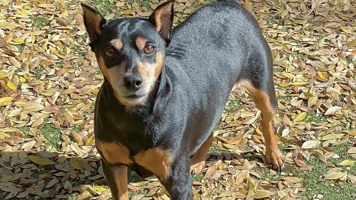 Miniature Pinscher high-resolution breed photo