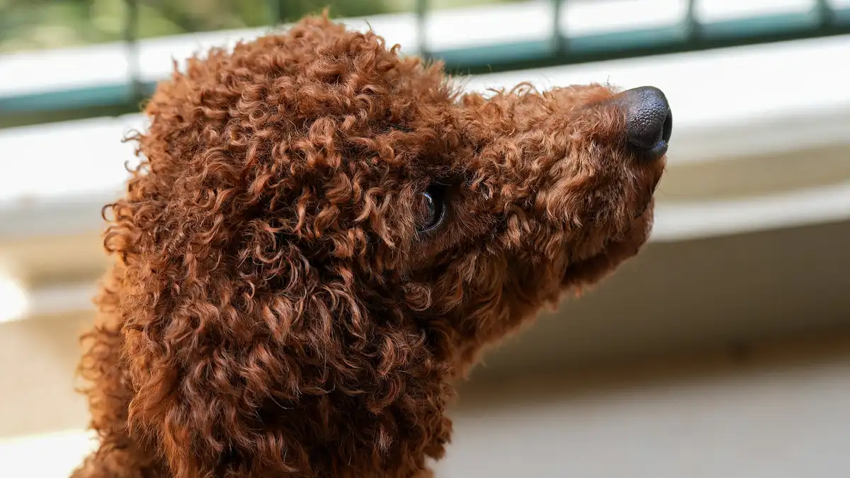 Mini Poodle high-resolution breed photo