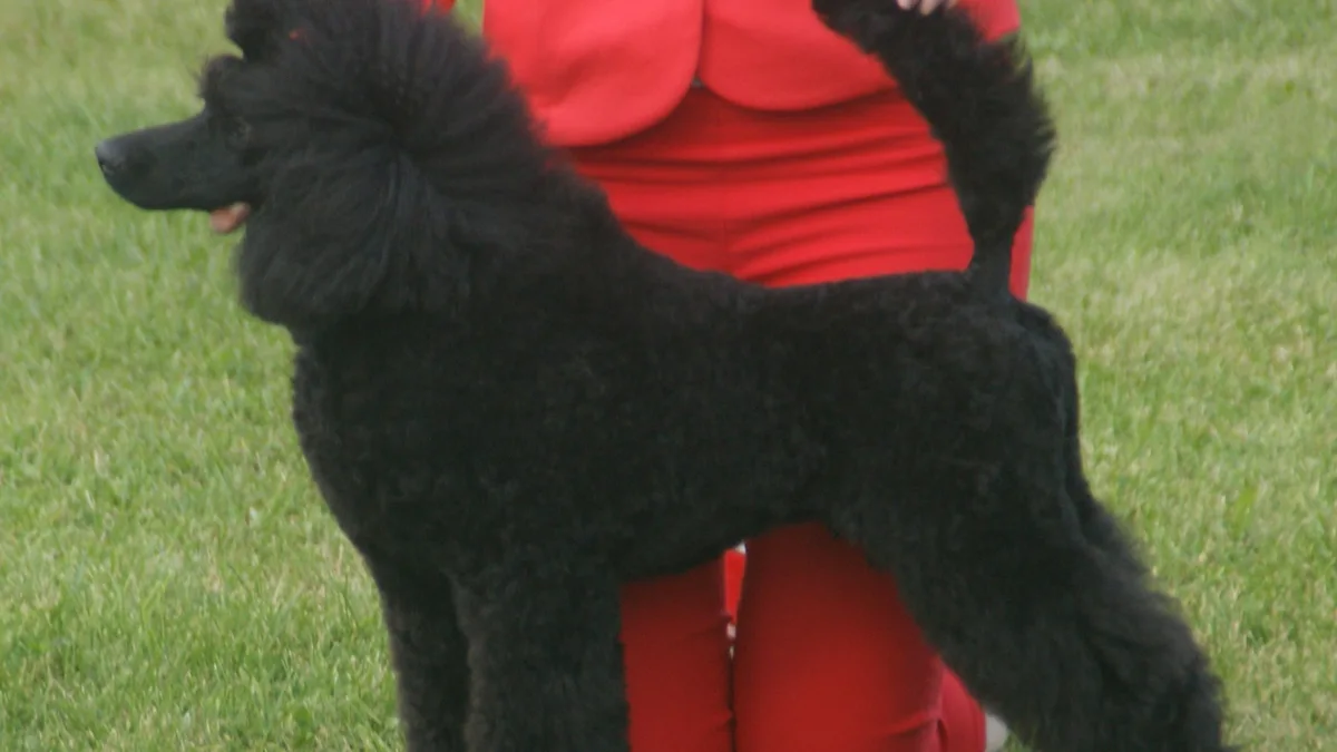 Moyen Poodle high-resolution breed photo