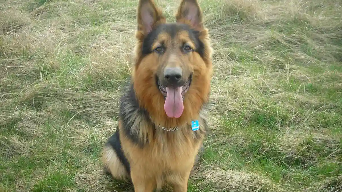 Old German Shepherd dog high-resolution breed photo