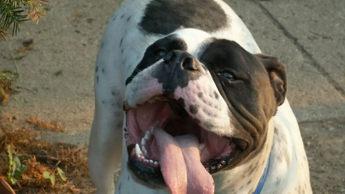 Olde English Bulldogge high-resolution breed photo