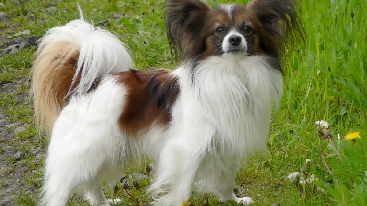 Papillon dog high-resolution breed photo