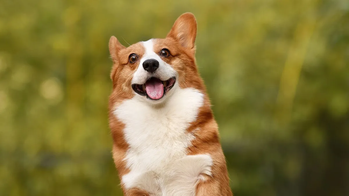 Pembroke Welsh Corgi high-resolution breed photo