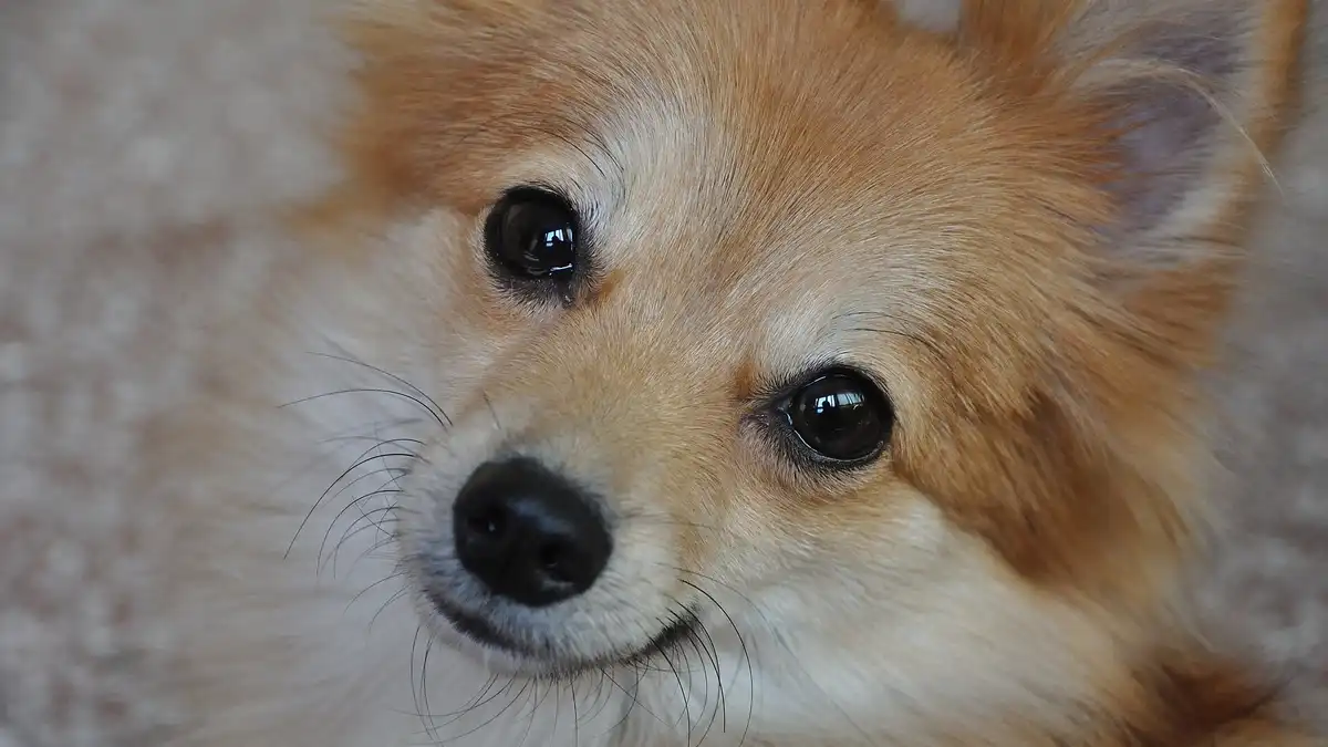 Pomeranian dog high-resolution breed photo