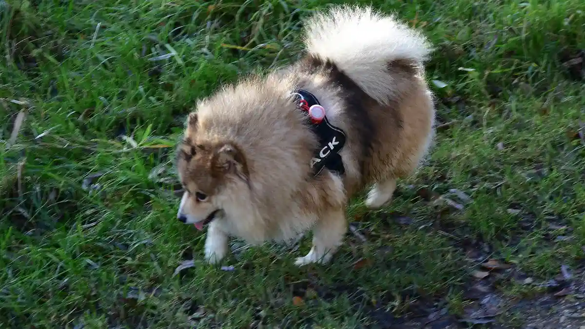 Pomsky puppy high-resolution breed photo