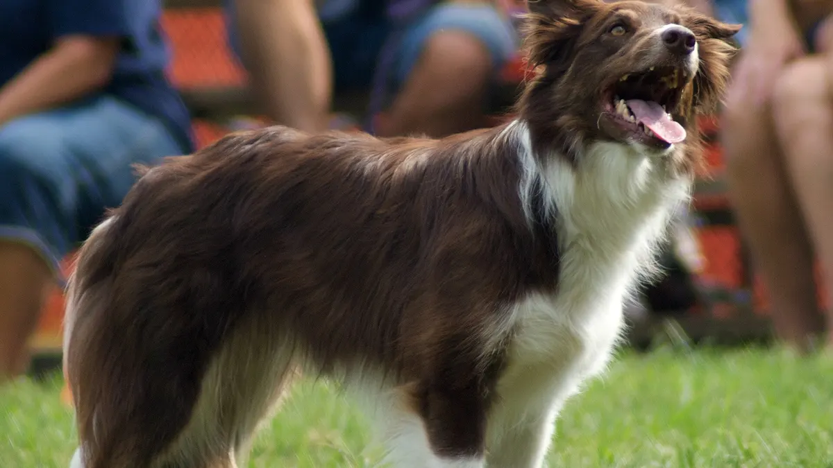 Red Border Collie high-resolution breed photo