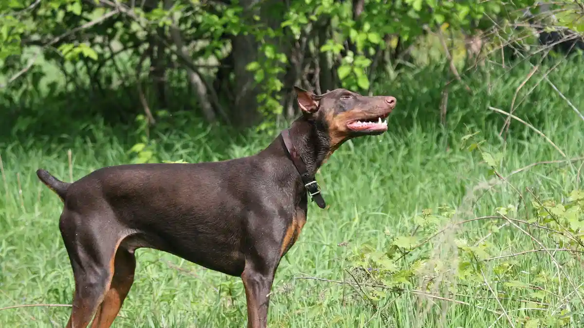 Red Doberman Pinscher high-resolution breed photo