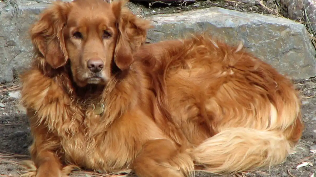 Red Golden Retriever high-resolution breed photo