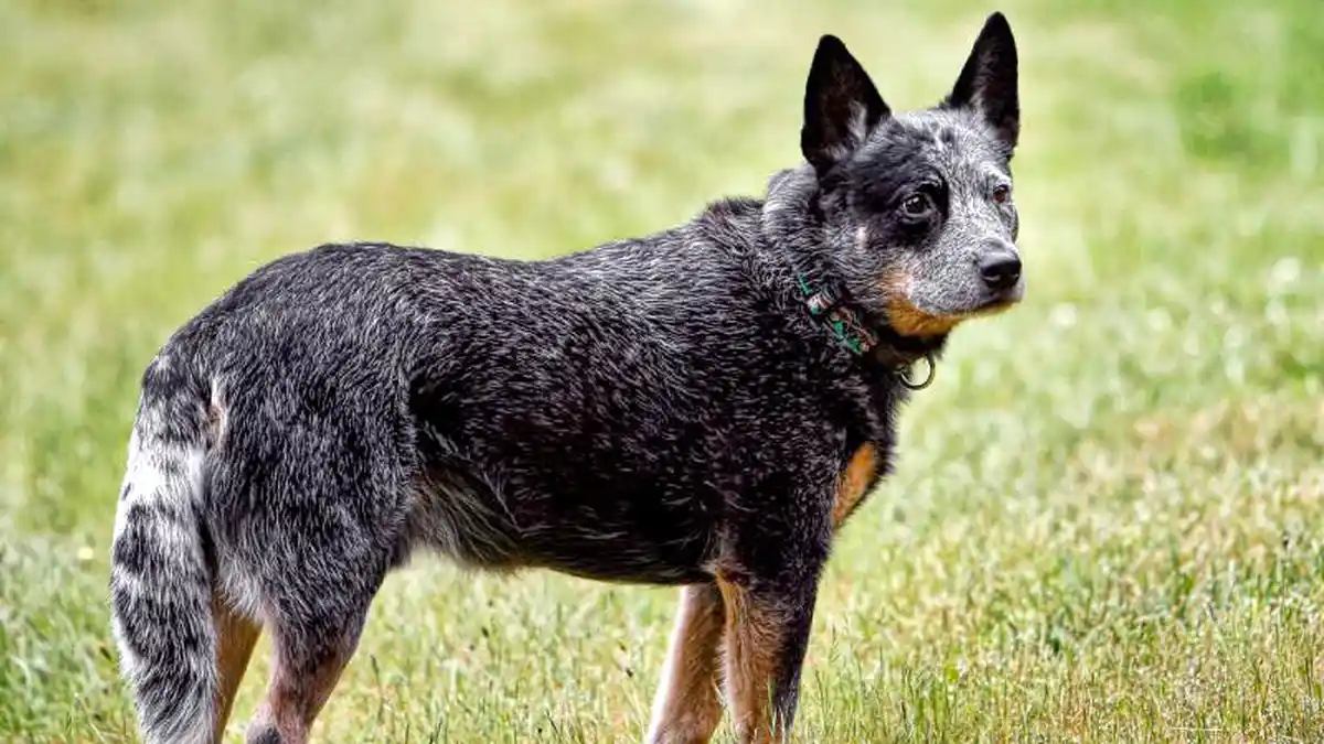 Red Heeler Australian Cattle Dog high-resolution breed photo