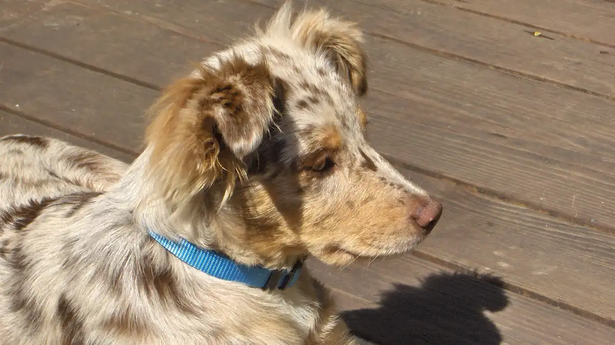 Red Merle Australian Shepherd high-resolution breed photo