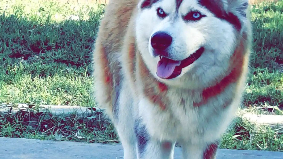 Red Siberian Husky high-resolution breed photo