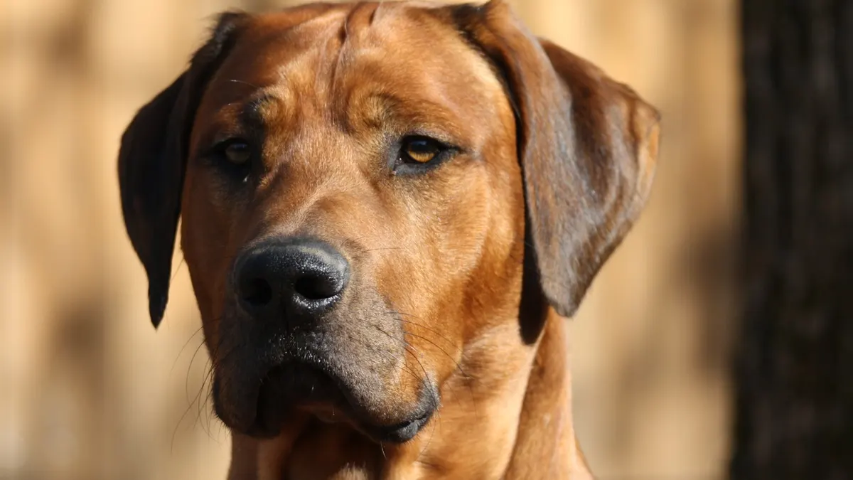 Rhodesian Ridgeback high-resolution breed photo