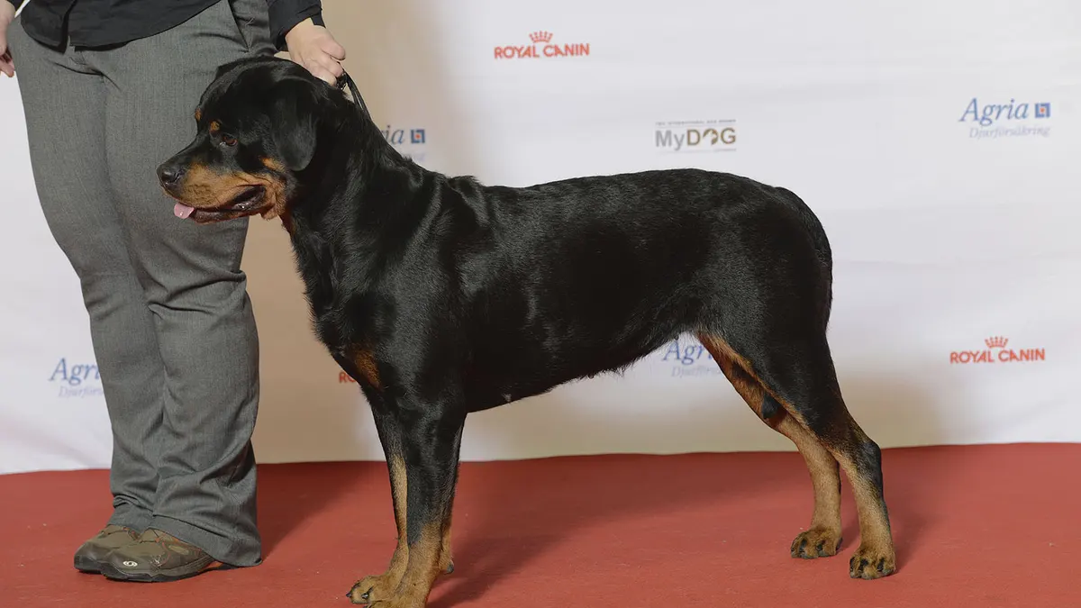 Large Rottweiler dog high-resolution breed photo