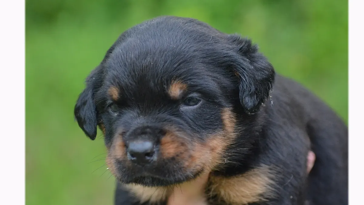 Rottweiler Pitbull mix high-resolution breed photo