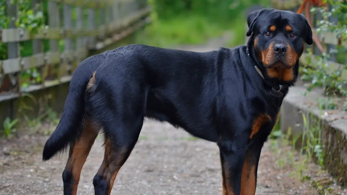 Rottweiler high-resolution breed photo