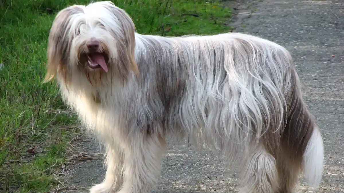 Rough Collie dog high-resolution breed photo