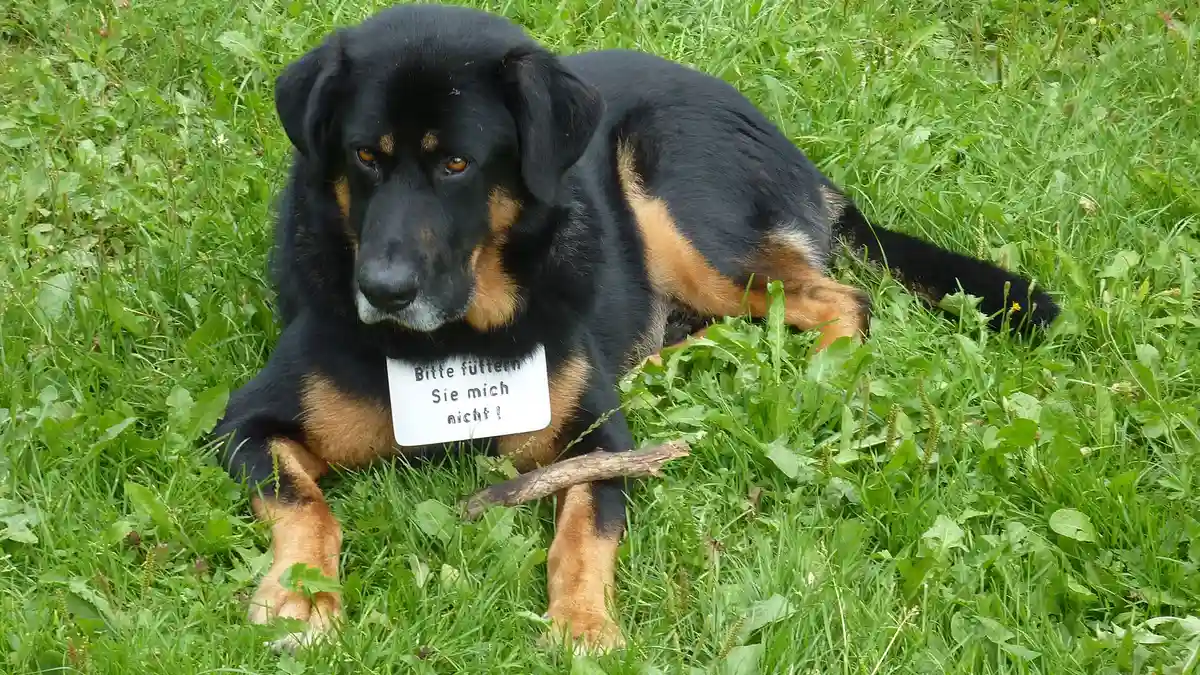 German Shepherd Rottweiler mix high-resolution breed photo