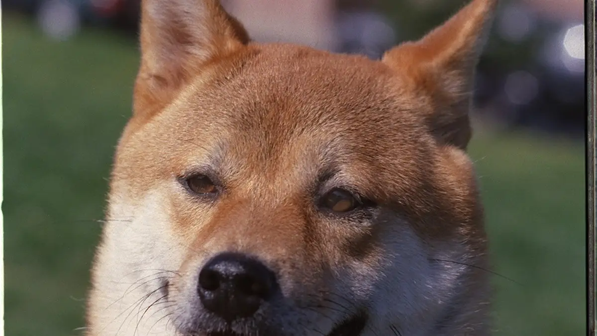 Shiba Inu high-resolution breed photo