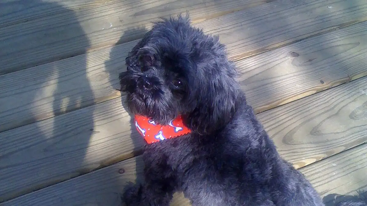 Shih Tzu Poodle mix high-resolution breed photo