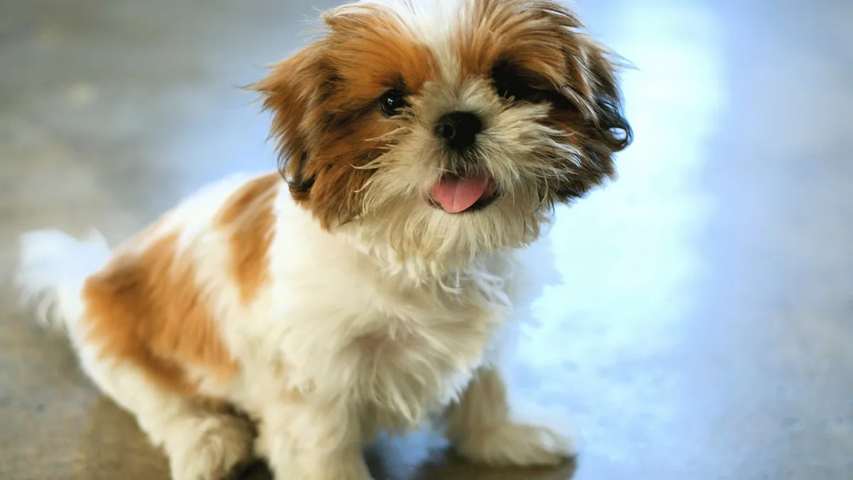 Shih Tzu puppy high-resolution breed photo